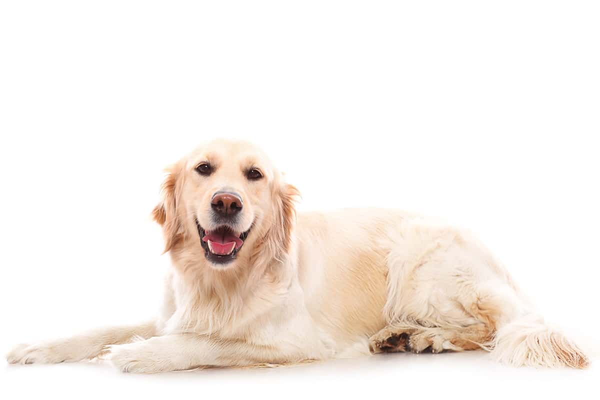 Zašto je zlatni retriver najpopularniji pas na svetu