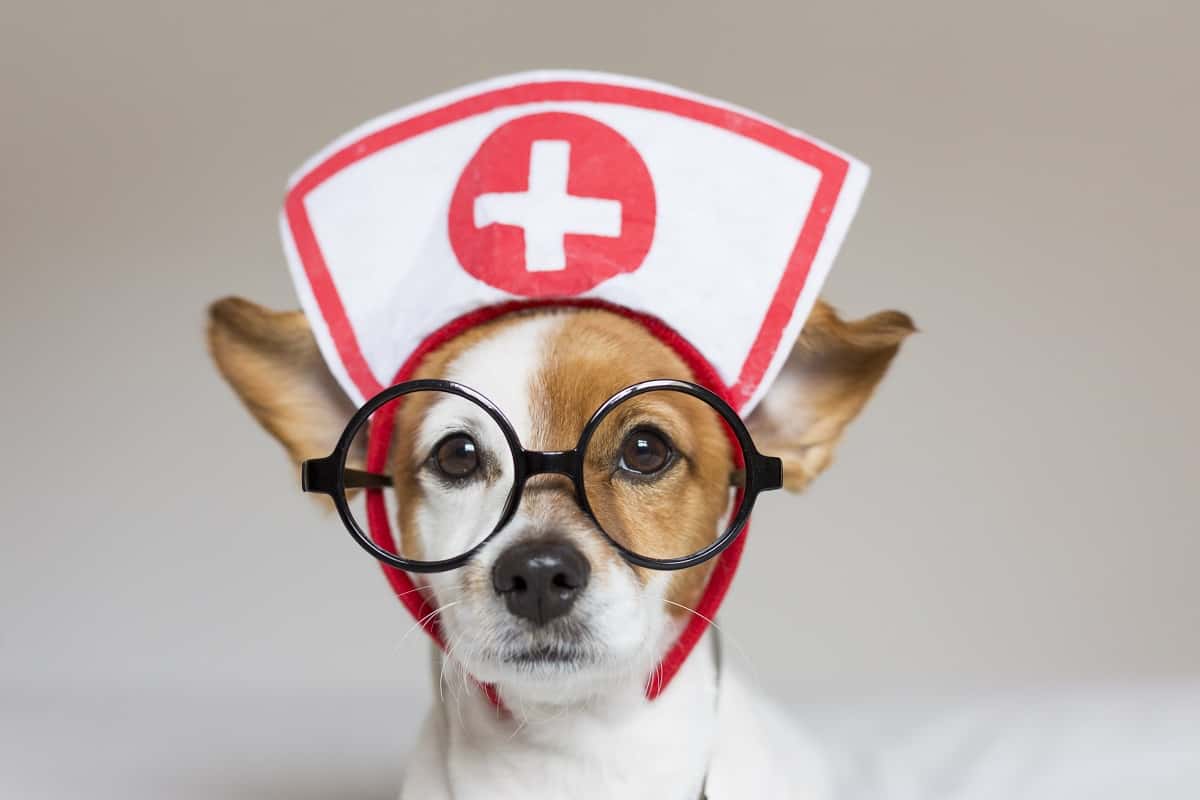 10 znakova da vaš „zdrav“ pas zapravo bolestan