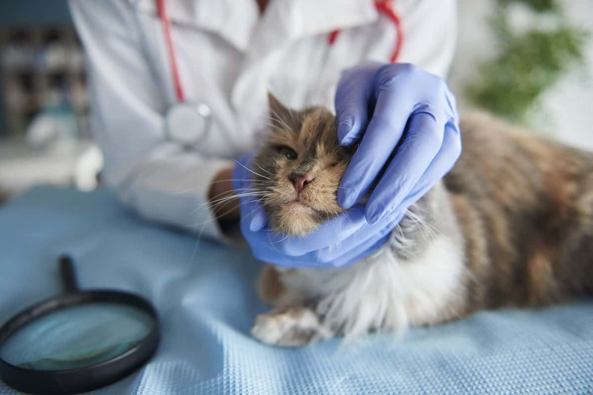 Kako da mački date lek - i budete sigurni da ga je progutala?