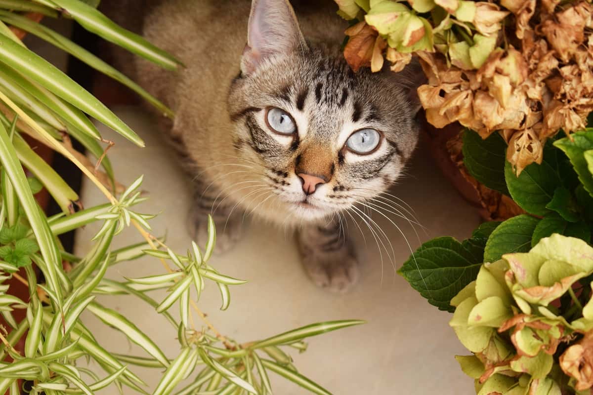 Koje su biljke otrovne za mačke?