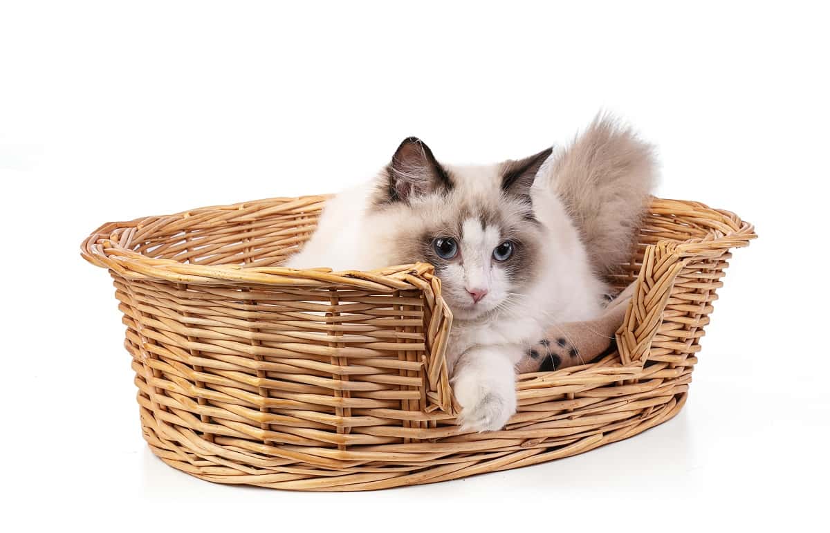 Ragdol mačka - Najpopularnija mačka na svetu