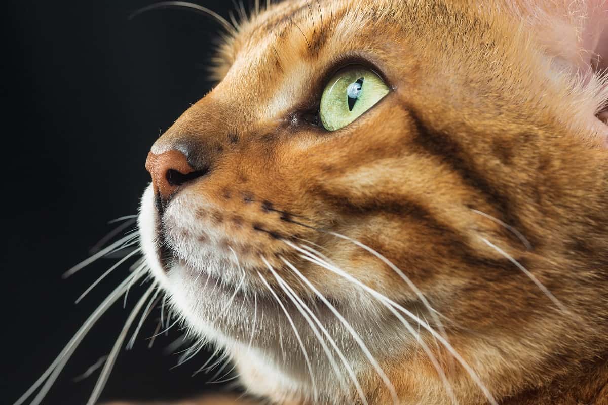 Zašto su bengalske mačke toliko glasne?