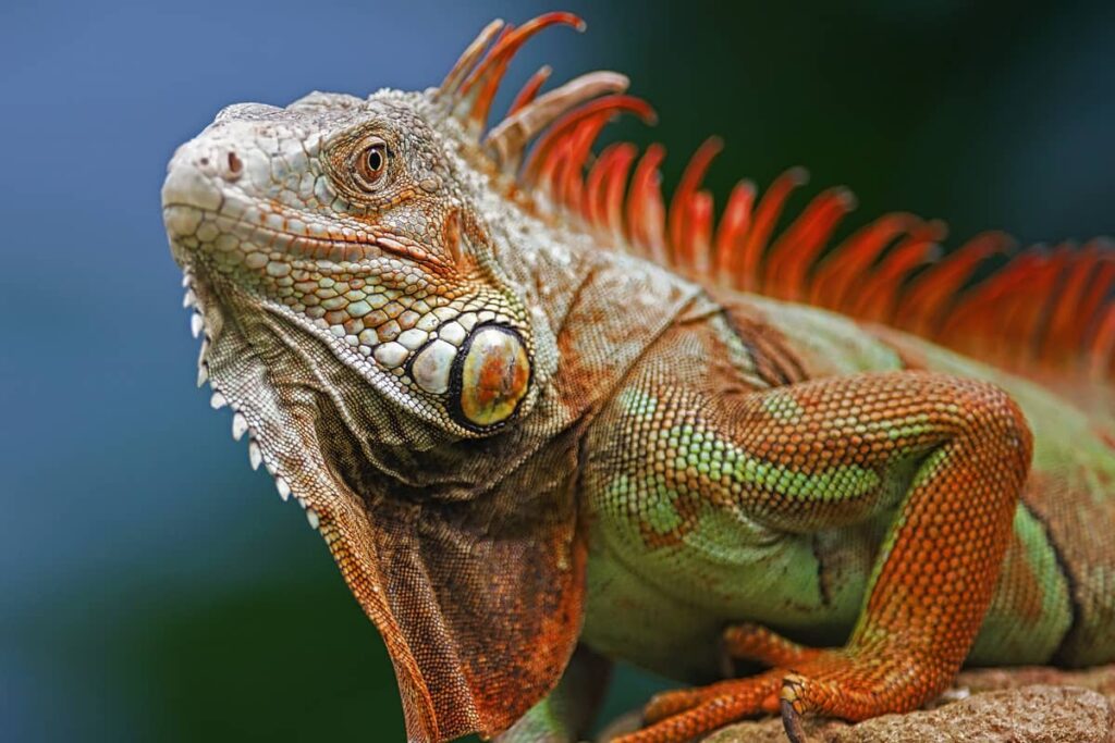 Zašto iguana menja boju