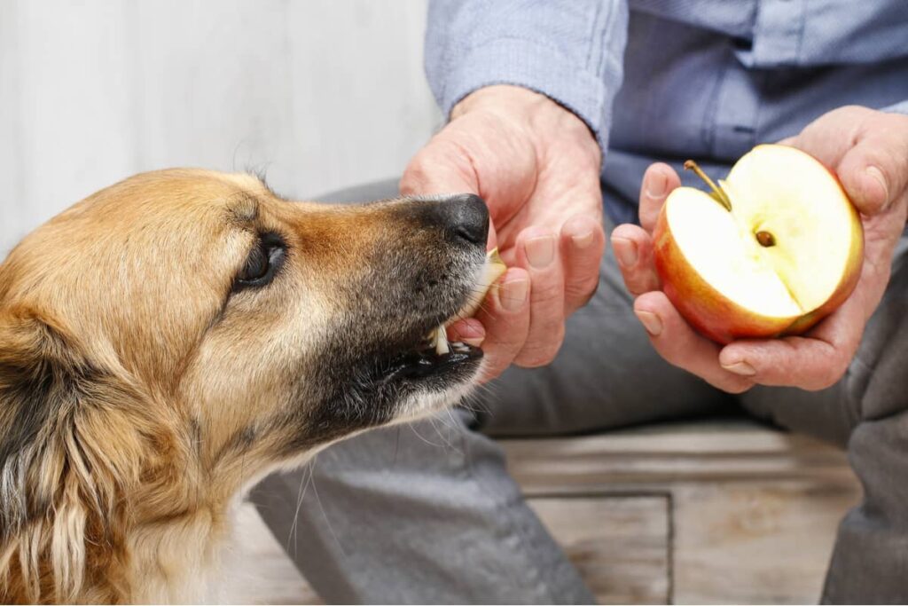 Jabuke su dobre po zdravlje vašeg psa