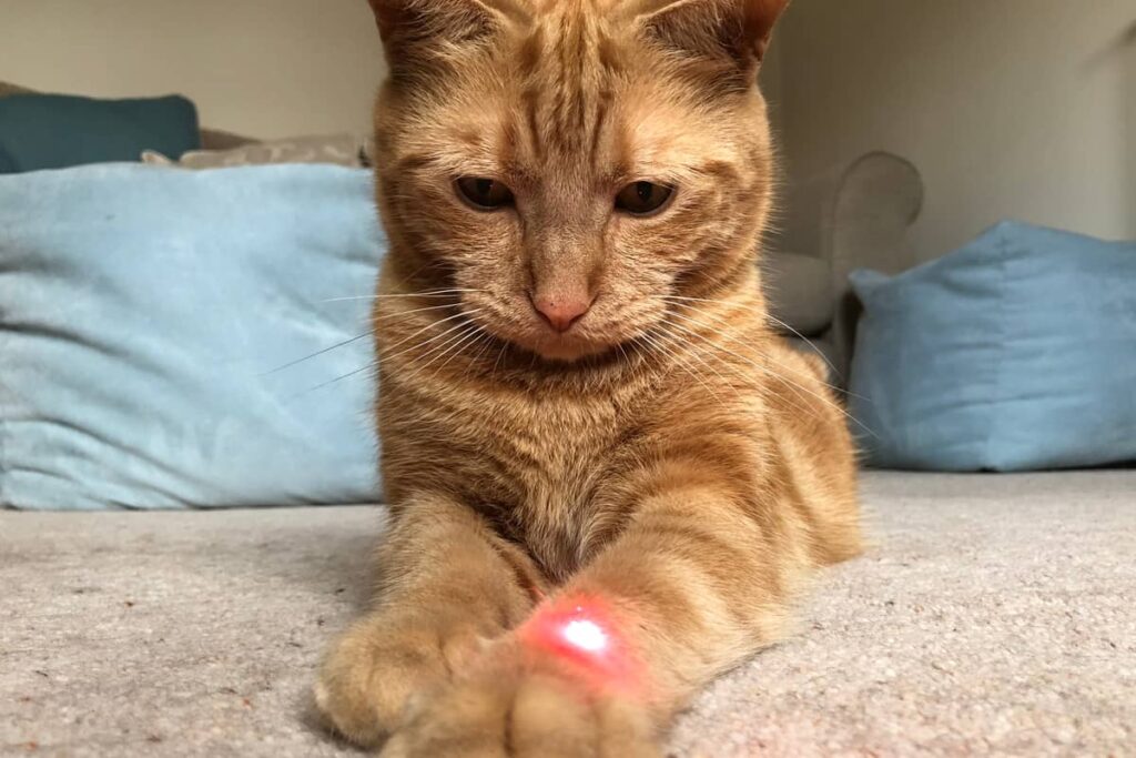Zašto mačke jure laser