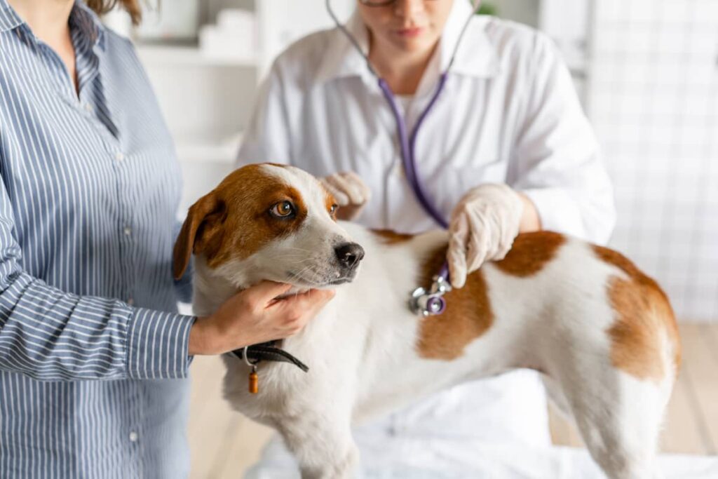 Gastritis kod pasa veterinarsko lečenje