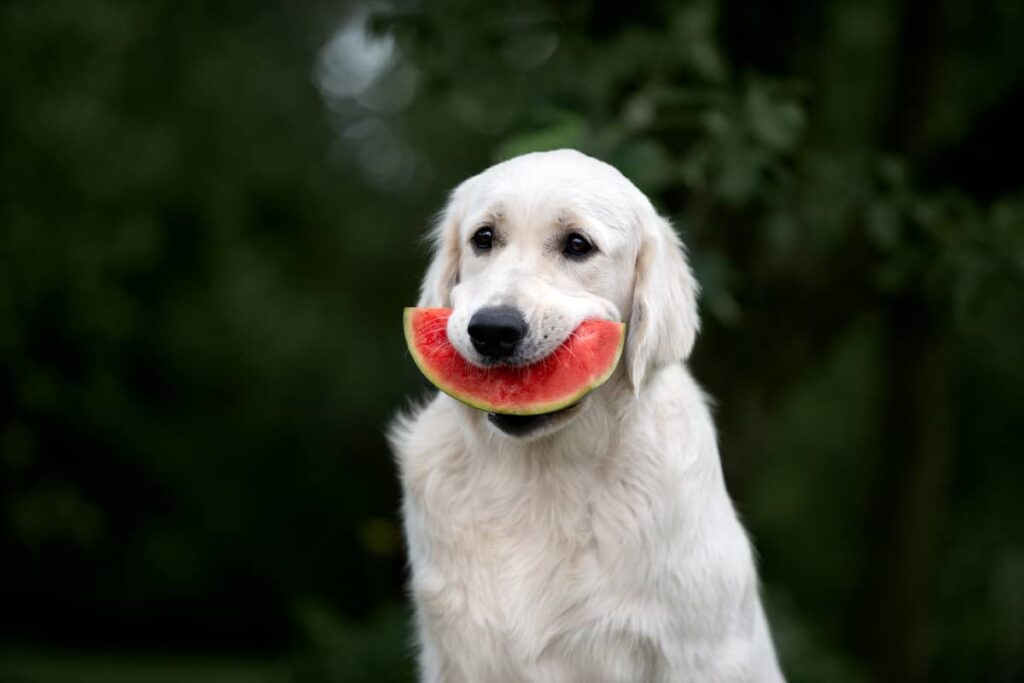 Psi smeju da jedu lubenicu