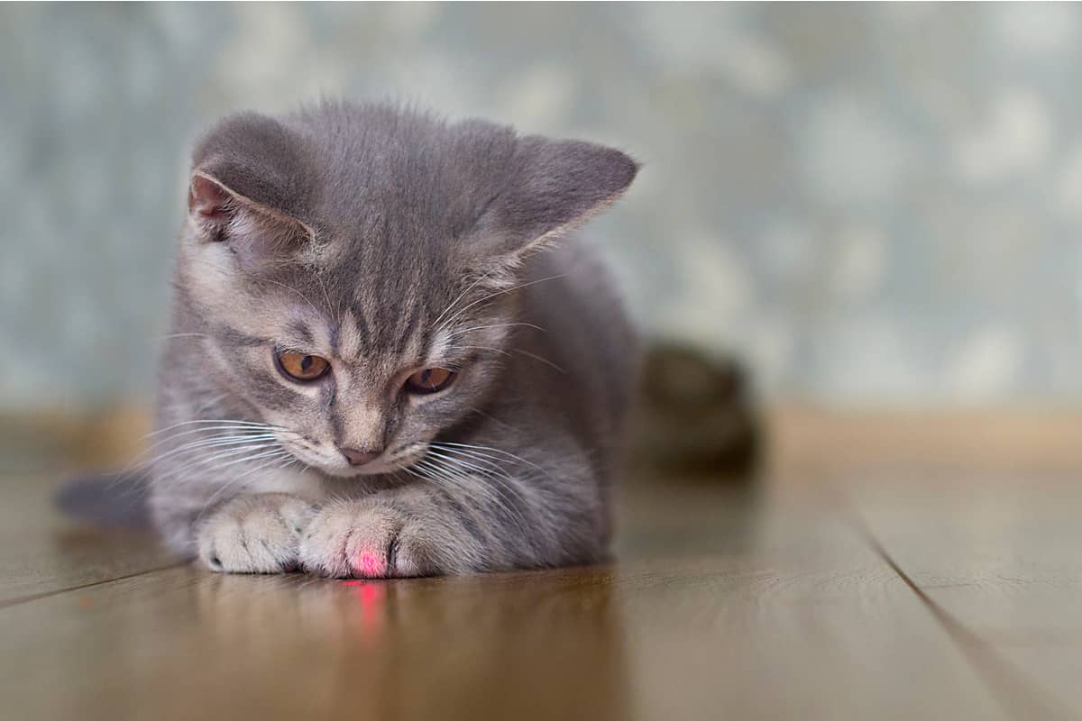 Zašto mačke jure laser?