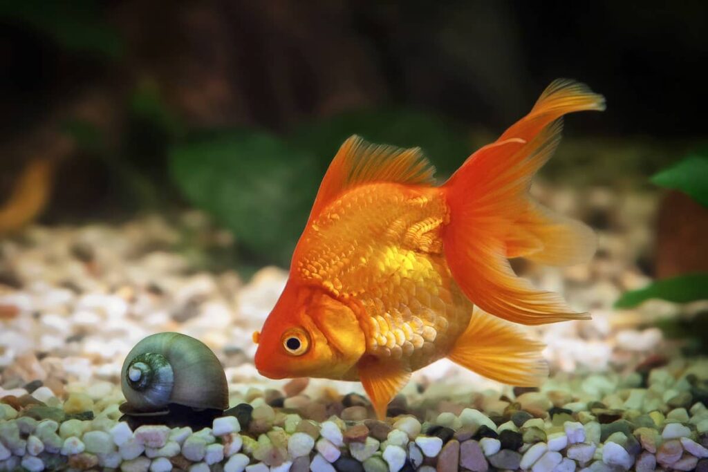 Zlatna ribica - Sve što treba da znate | Moj Ljubimac