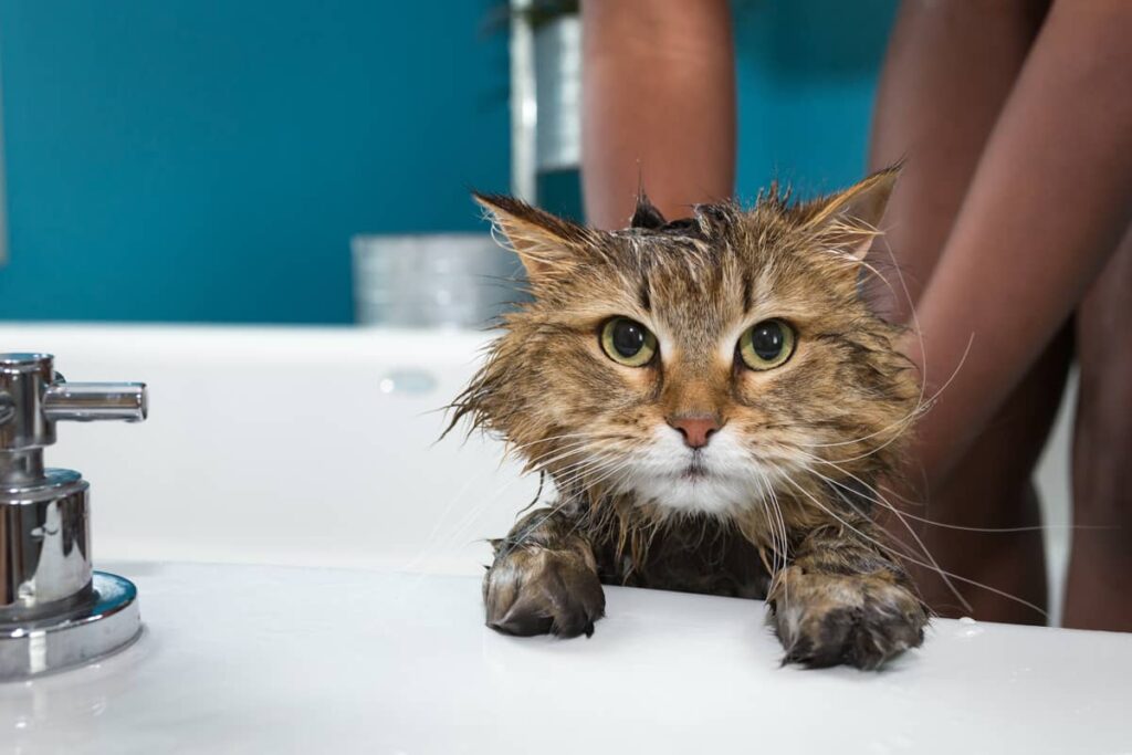 Kupanje mačke