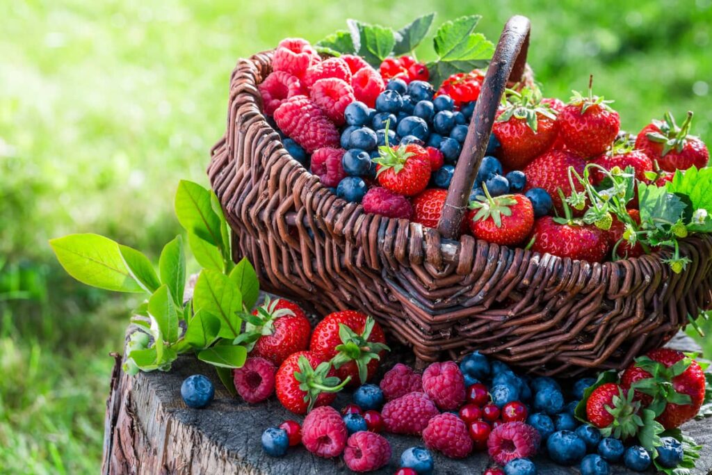 Bobičasto voće je hrana za pticu koja nudi obilje antioksidanata i vitamina