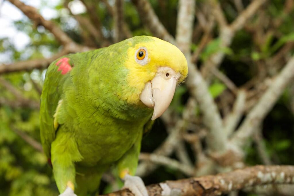 amazonski papagaj