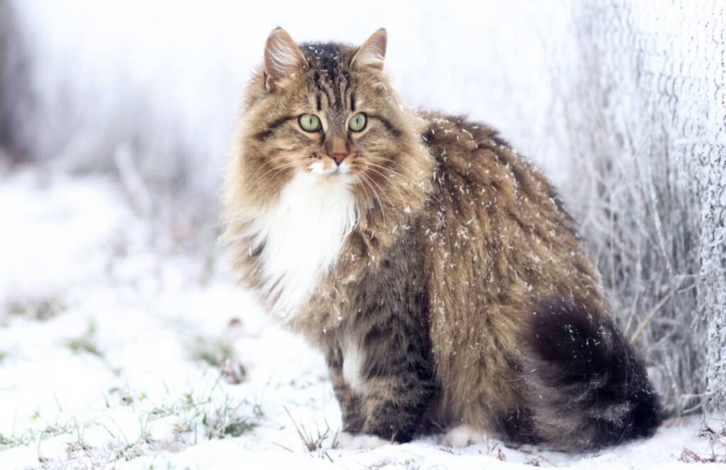 sibirska mačka u snegu