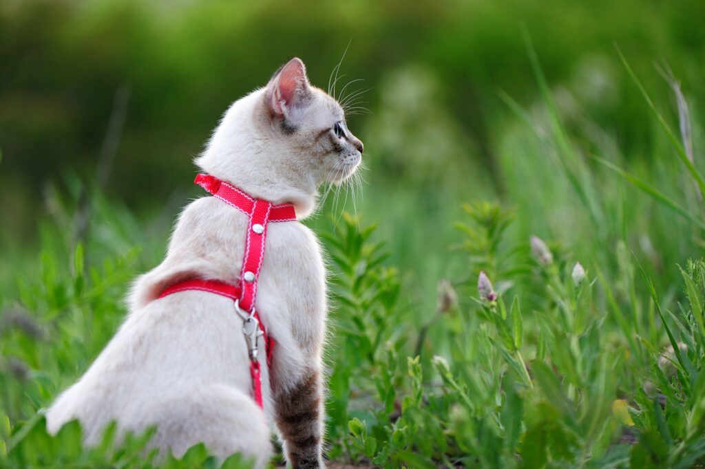 mačka na povocu u travi