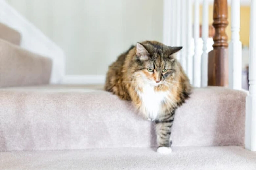 mačka silazi niz stepenice