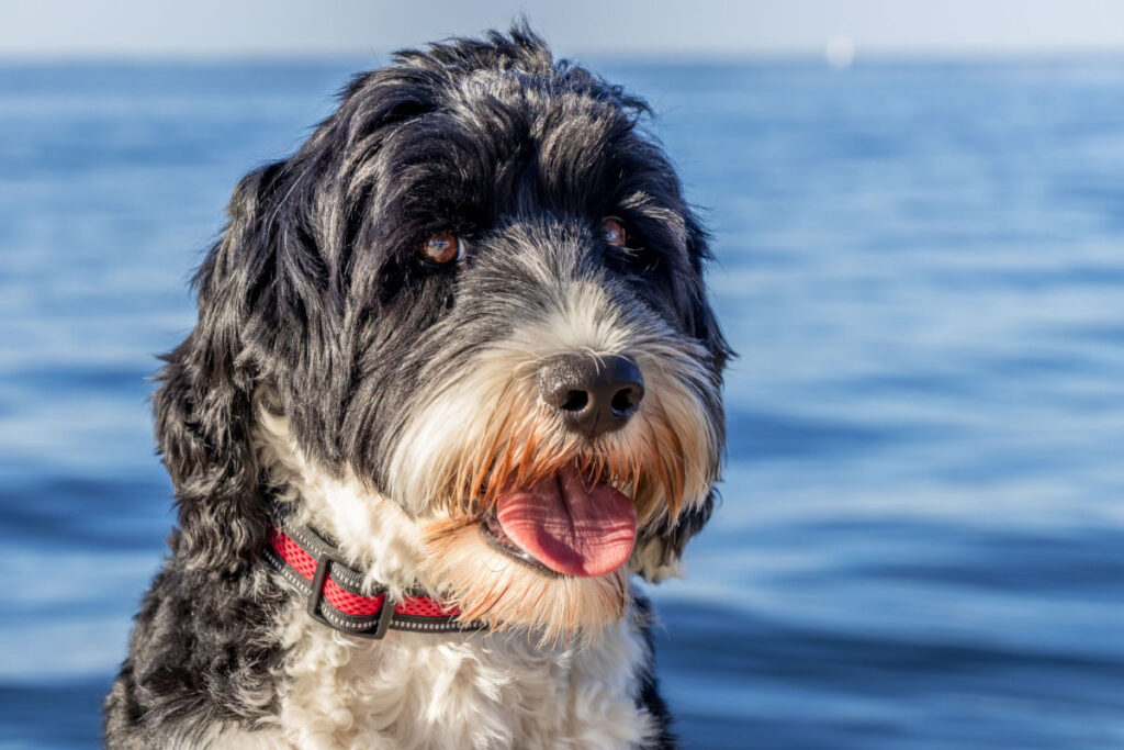 Portugalski vodeni pas pored vode