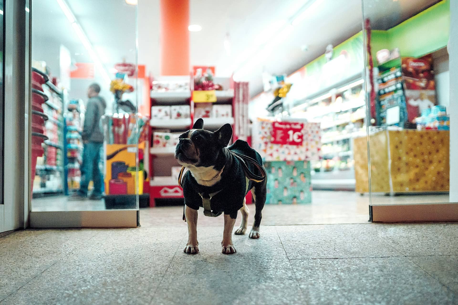 kucni ljubimac francuski buldog
